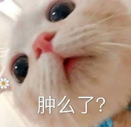 表情包丨敲可爱猫咪表情包