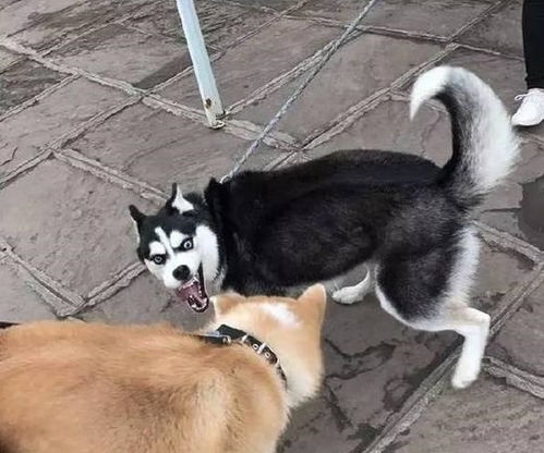 哈士奇跟柴犬干上了,一大波表情包正在袭来,笑死人啦