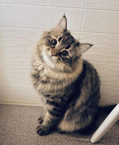 铲屎官晒西伯利亚猫表情包,日常都是戏,这颜艺真是厉害了