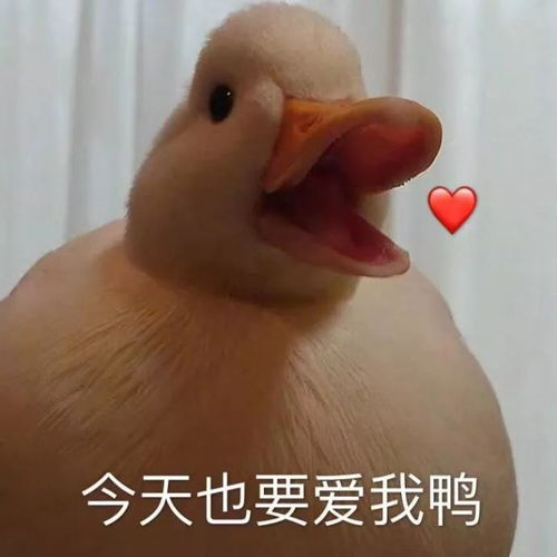 鸭子笑表情包