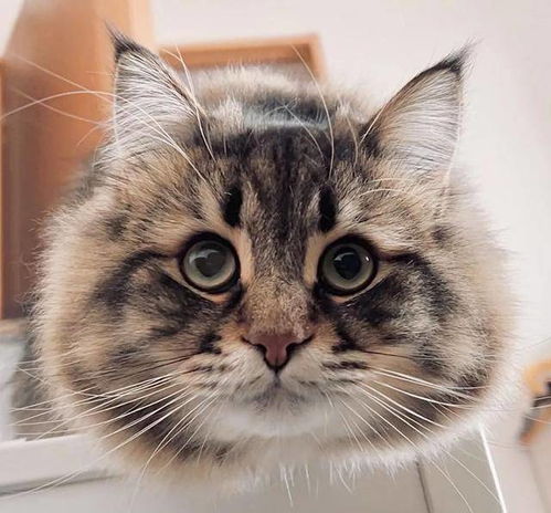 铲屎官晒西伯利亚猫表情包,日常都是戏,这颜艺真是厉害了