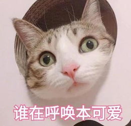 萌贱猫咪带文字表情包,聊天必备,走起