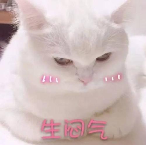 哇,可爱猫咪表情包来了,喜欢猫咪的快来收图,萌得我一塌糊涂