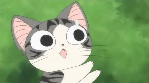 甜甜私房猫滑滑梯好好玩的样子,小奇很想玩