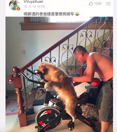 小黄狗表情包全集共享单车