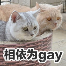橘猫系列搞笑表情包下载橘猫系列搞笑表情包app下载橘猫系列搞笑表情包手机版下载