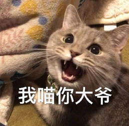 猫咪表情包拜托拜托了我可以盘你吗