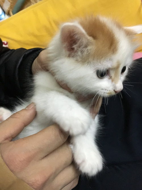 2个月大猫叔版小奶猫找主人已找到