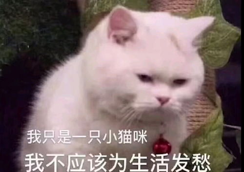 一条小团团表情包大全开心笑话