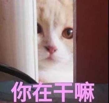 生活不易猫猫叹气可爱的猫咪表情包