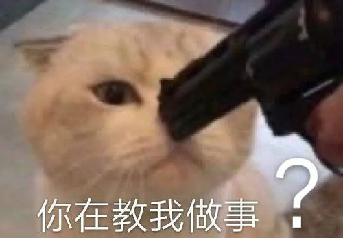 整理一波收集的动物表情包