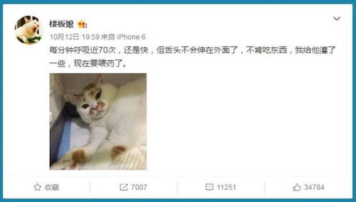 猫界表情包楼楼因病去世,它变成小天使回喵星了