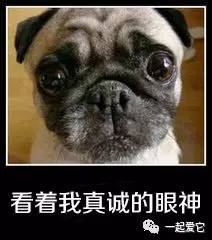 哈皮狗表情包教皇