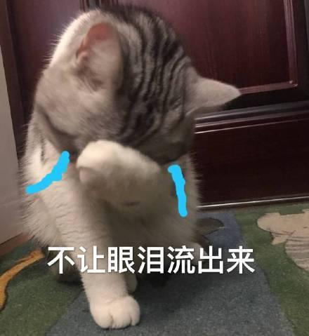 猫咪表情包合集我心爱的狗东西在吗