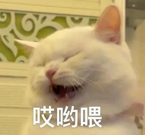 沙雕猫猫表情包我就是菜,怎样