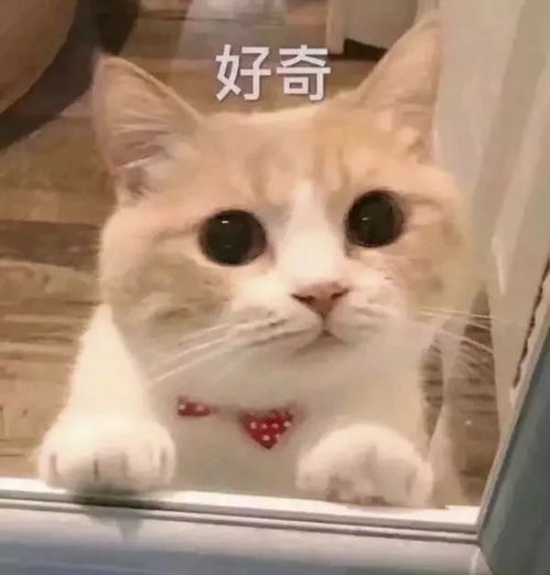 社团招新丨交大万象招新ing快到碗里来