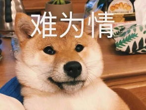 斗图吗我表情包贼多