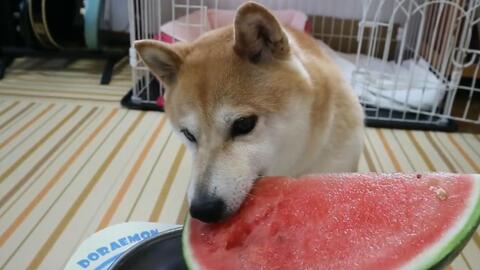 可爱柴犬吃西瓜,萌萌的眼神真的超可爱,网友我也想养了