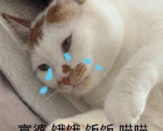 橘猫偷走彩票,铲屎官连续两天中二等奖招财猫,是你么