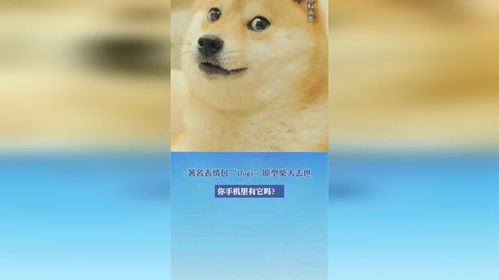 著名表情包doge原型柴犬去世,你手机里有它吗