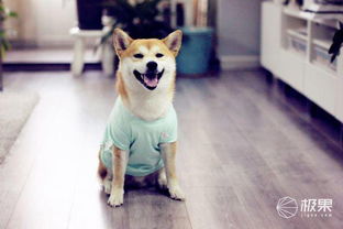 昔日表情包重出江湖超萌柴犬主人,教你吸柴新姿势