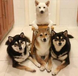 柴犬哈士奇自拍表情包秋田犬