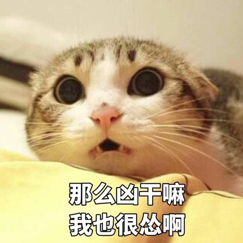 接受表情包图片猫咪