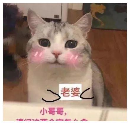 养猫的人注意了,你可能已经被戴了绿帽子