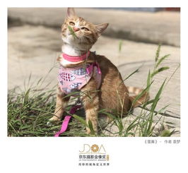动物表情包大赛落幕,赢家却是2019京东摄影金像奖