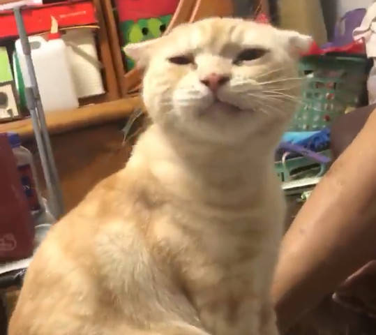 橘猫向爷爷讨吃,当得知爷爷打麻将把小鱼干都输光后,表情让人笑喷