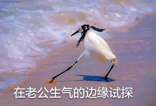 哔哔小子表情包试探