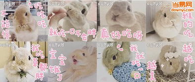 小兔几qq表情包下载当易网