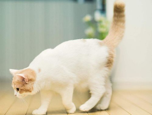 喵星人表示信任铲屎官的四种行为,看看你家的猫咪占了几种