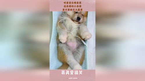 听着音乐睡着觉,这呆萌的小表情,算不算狗生大赢家