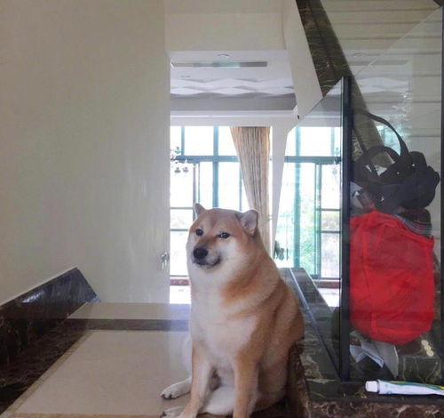 网络知名柴犬cheems去世,网友原来用的表情包是它