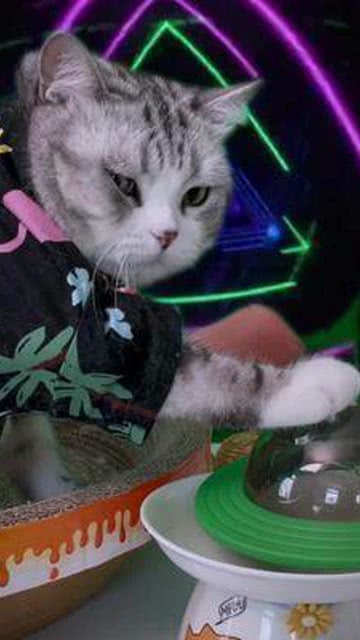 皮蛋有小猫咪今晚一起蹦迪嘛蹦迪猫萌宠成精了