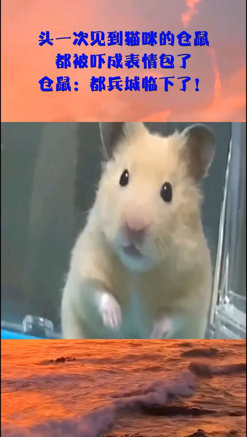 头一次见到猫咪的仓鼠,都被吓成表情包了,仓鼠都兵城临下了