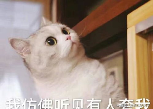 养猫就养这几种,比狗还忠诚,很难不爱