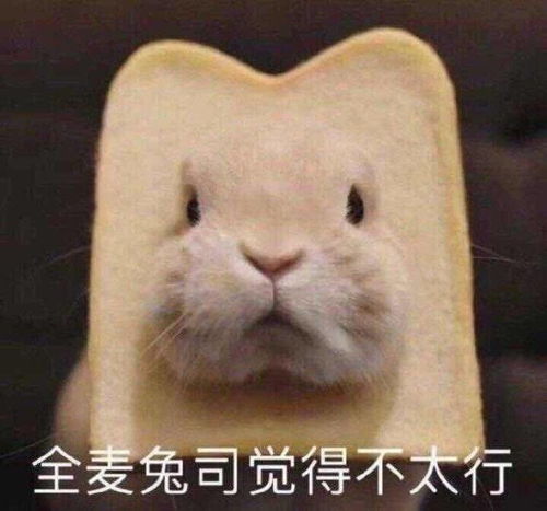 肖战与兔兔兔兔爱好者请进,内含大量兔兔表情包