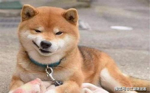 想养柴犬吗5个缺点了解一下