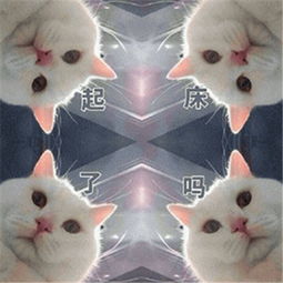 猫咪起床表情包可爱图片猫咪围观你起床表情包