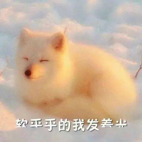 毛茸茸软乎乎,让人上头的纪录片有什么魔力