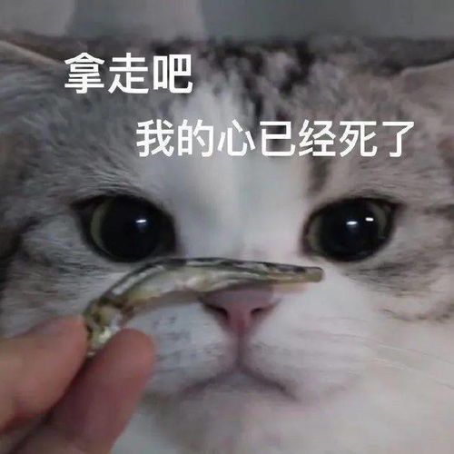 沙雕搞笑猫猫表情包