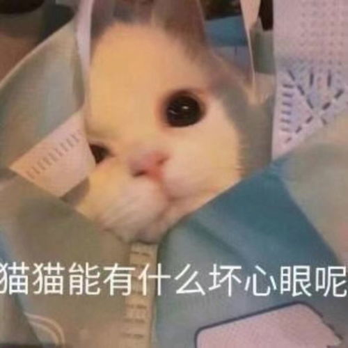 测评第四弹busterbros