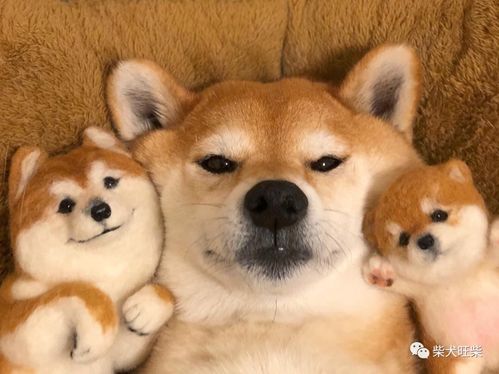 黑色柴犬为什么比别的颜色柴犬贵