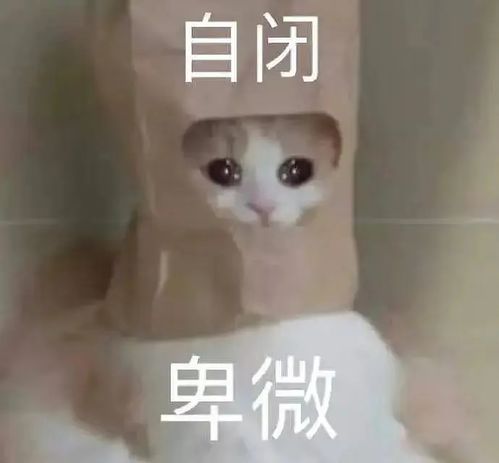 你在干嘛呢表情包奇怪的猫咪
