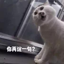 铲屎官舔一口猫咪会怎么样猫咪我我已经脏了