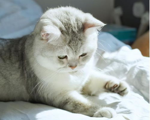你养猫的最大动机是什么看到第一个已感同身受
