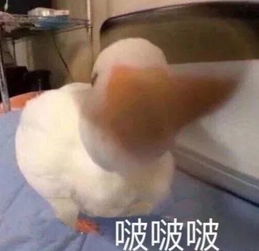 众相迭生四时迭起万物循生