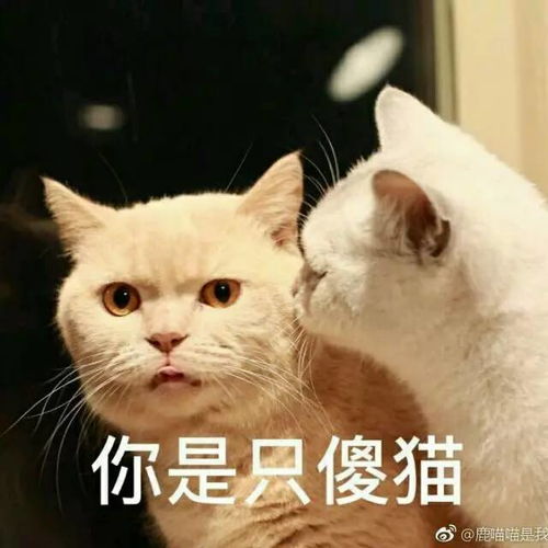 qq筛子表情在哪个表情包里避难所